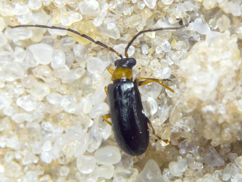 Luperus flavipes (Linnaeus, 1767)